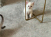 Beautiful ragdoll kittens for sale