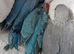 5 x Indian ringneck chicks