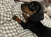 Black and Tan boy