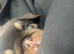 Chocolate and tan female pug