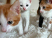 Adorable mixed breed kittens