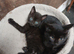 Mixed breed kittens