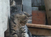 Adorable kittens