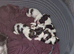 Shih Tzu only 1 Boy left ( Freddie )