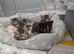 BEAUTIFUL SIBERIAN KITTENS LOOKING FOR THEIR FOREVER HOMES