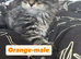 Mainecoon kittens