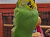 Baby budgies