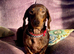 Beautiful Dachshund Puppies