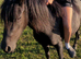 4yr old DHP mare backed but not ridden away
