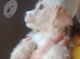 2 Cockapoo Females ️( Cockapoo x Jack Russell Ready NOW
