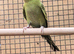 Olive green black mutation budgie