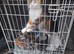 3 Bengal Mix Tabby Kittens & 2 Ginger & white kittens for sale