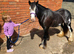 Lovely family pony