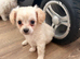 Beautiful long coat male chipoo