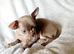 Stunningly Beautiful Chihuahua Babies