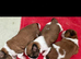 Beautiful litter of Shih Tzu puppies