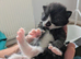 Black and white kittens looking for 5* homes