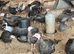 Young bronze Turkeys
