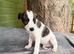 Lurcher puppies saluki grey beddlington