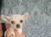 Chihuahua puppies