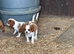 Beautiful Cavalier King Charles Spaniel Puppies – Ready for Loving Homes