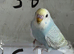 Baby Budgies available both sexes