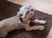 Beautiful male puppy