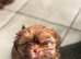 Imperial Shih Tzu pups