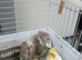 5 cockatiels ready really soon