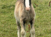 Gawbridge Elvis