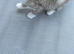 Gorgeous grey and white British shorthair