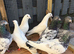 Some highflying Pakistani pigeons