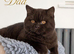 Exceptional quality British shorthair kittens