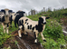 Dorper cross Jacob Ram
