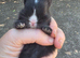 Baby black and white doe for reserving