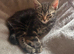 Tabby cross tonkinese
