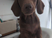 Dachshund for sale