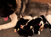 AKITA PUPS FROM KC REG REG PARENTS.