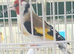 Siberian goldfinch pairs all DNA