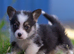 Show quality Pembrokeshire corgi READY!!!
