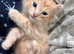 Male kittens