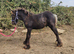 Cob Colt foal to make 13.1hh