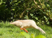 White Runner Duck (Drake)