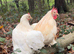 White Pekin Bantam Hatching Eggs &ndash; Small Friendly Chickens &ndash; Pure Colour