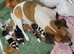 Minature Jack Russell puppies