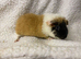 2 girl baby teddy guineapigs