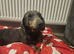 Miniature Dachshund blue tan girl