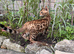Tica reg Bengal kittens