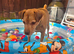 Terrier Boy 4yrs old