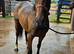 2yr Irish filly